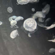 ヒメ日記 2025/05/09 22:29 投稿 桐島　りこ 快楽園 大阪梅田