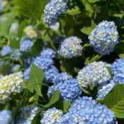 ヒメ日記 2025/06/01 14:59 投稿 桐島　りこ 快楽園 大阪梅田