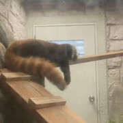 ヒメ日記 2025/06/29 19:59 投稿 桐島　りこ 快楽園 大阪梅田