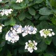 ヒメ日記 2025/06/11 15:13 投稿 ひとみ 熟女の風俗最終章 八王子店