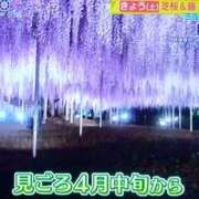 ヒメ日記 2026/04/11 13:13 投稿 ひとみ 熟女の風俗最終章 八王子店