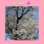 ヒメ日記 2025/04/06 06:53 投稿 このは 熟女の風俗最終章 八王子店