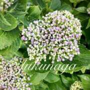 ヒメ日記 2025/06/24 07:20 投稿 福永 上野CLUB A(クラブ エー)