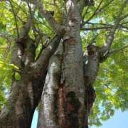 ヒメ日記 2025/07/25 09:00 投稿 きぬえ 熟女の風俗最終章 八王子店