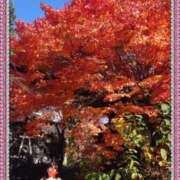 ヒメ日記 2025/11/19 17:08 投稿 小西真珠 五十路マダム エクスプレス京都店