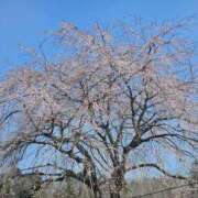 ヒメ日記 2025/03/30 21:03 投稿 まいか 熟女の風俗最終章 八王子店