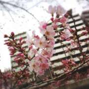 ヒメ日記 2025/03/27 07:29 投稿 沢口りさ お色気物語（横浜ハレ系）