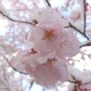 ヒメ日記 2025/04/05 20:05 投稿 沢口りさ お色気物語（横浜ハレ系）