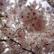 ヒメ日記 2026/04/03 00:57 投稿 沢口りさ お色気物語（横浜ハレ系）