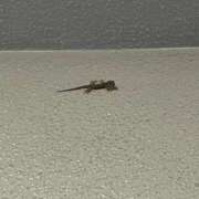 ヒメ日記 2025/08/21 22:06 投稿 みう 尼妻（あまづま）