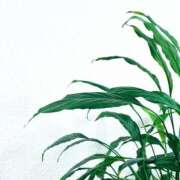 ヒメ日記 2025/04/10 09:02 投稿 かな consolation