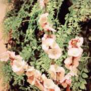 ヒメ日記 2025/03/06 20:30 投稿 ミレイ びしょぬれ潮吹秘書