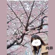 ヒメ日記 2026/03/08 23:28 投稿 向井ひとみ 五十路マダムエクスプレス船橋店(カサブランカグループ)