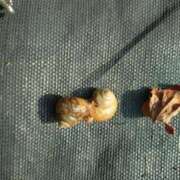 ヒメ日記 2025/04/27 10:00 投稿 リセ 信州無限GP 総合受付 諏訪店