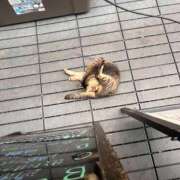 ヒメ日記 2025/08/01 20:47 投稿 妙典いちか ハプニング痴漢電車or全裸入室