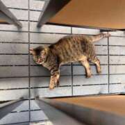 ヒメ日記 2025/08/08 22:17 投稿 妙典いちか ハプニング痴漢電車or全裸入室