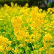 ヒメ日記 2026/03/27 09:27 投稿 妙典いちか ハプニング痴漢電車or全裸入室