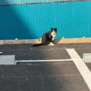 ヒメ日記 2026/03/30 21:37 投稿 妙典いちか ハプニング痴漢電車or全裸入室