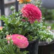 ヒメ日記 2026/03/07 11:17 投稿 れいあ 熟女家 堺東店