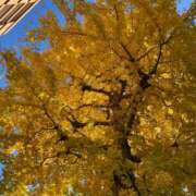 ヒメ日記 2024/12/14 09:46 投稿 川井みゆき お色気物語（横浜ハレ系）