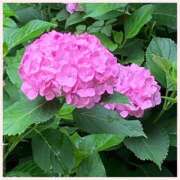 ヒメ日記 2025/06/13 08:50 投稿 川井みゆき お色気物語（横浜ハレ系）