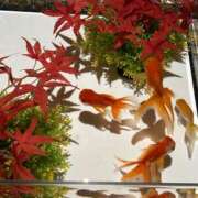 川井みゆき おはようございます。 お色気物語（横浜ハレ系）