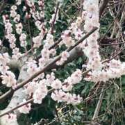 川井みゆき 春だよぉ〜‼️ お色気物語（横浜ハレ系）