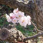 ヒメ日記 2026/03/20 13:48 投稿 川井みゆき お色気物語（横浜ハレ系）