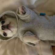 ヒメ日記 2026/03/10 16:23 投稿 らん ゴールドクイーン