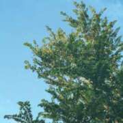 柚葉(ゆずは) お礼日記 デザインヴィオラ東京