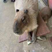 ヒメ日記 2025/10/18 21:01 投稿 Misaki Arimura ELEGANT－エレガント－