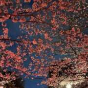 ヒメ日記 2026/04/02 23:01 投稿 Misaki Arimura ELEGANT－エレガント－