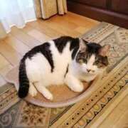 ヒメ日記 2025/01/04 20:40 投稿 しほ ダック京都