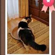 ヒメ日記 2025/01/11 20:44 投稿 しほ ダック京都