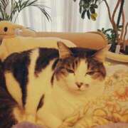 ヒメ日記 2025/01/13 20:40 投稿 しほ ダック京都