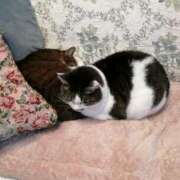 ヒメ日記 2025/01/15 20:20 投稿 しほ ダック京都