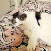 ヒメ日記 2025/01/16 19:44 投稿 しほ ダック京都