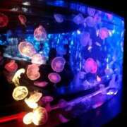 ヒメ日記 2025/02/06 20:06 投稿 しほ ダック京都