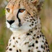 ヒメ日記 2025/03/03 20:30 投稿 しほ ダック京都