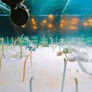 ヒメ日記 2025/03/15 21:00 投稿 しほ ダック京都