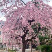 ヒメ日記 2025/03/31 20:57 投稿 しほ ダック京都