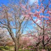 ヒメ日記 2025/04/06 21:22 投稿 しほ ダック京都