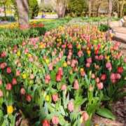 ヒメ日記 2025/04/07 20:27 投稿 しほ ダック京都