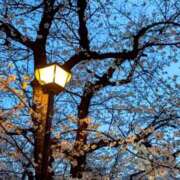 ヒメ日記 2025/04/09 21:14 投稿 しほ ダック京都