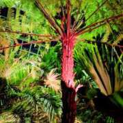 ヒメ日記 2025/05/17 20:11 投稿 しほ ダック京都