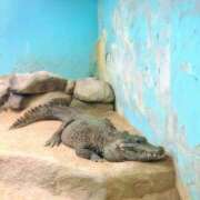 ヒメ日記 2025/06/25 20:11 投稿 しほ ダック京都