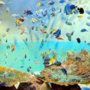 ヒメ日記 2025/08/11 21:30 投稿 しほ ダック京都