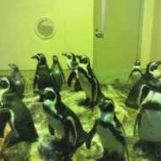 ヒメ日記 2025/08/18 20:40 投稿 しほ ダック京都