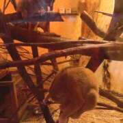 ヒメ日記 2025/10/02 20:44 投稿 しほ ダック京都