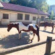 ヒメ日記 2025/10/18 20:53 投稿 しほ ダック京都